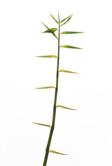 large single Bamboo with leaves isolated on white background