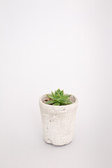 Small succulent plant in a concrete pot on grey background. Miniature echeveria. Home indoor plants.