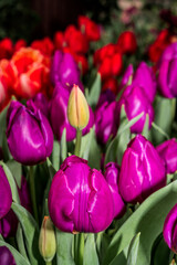 Single Early Tulip (Tulipa hybrida) in park