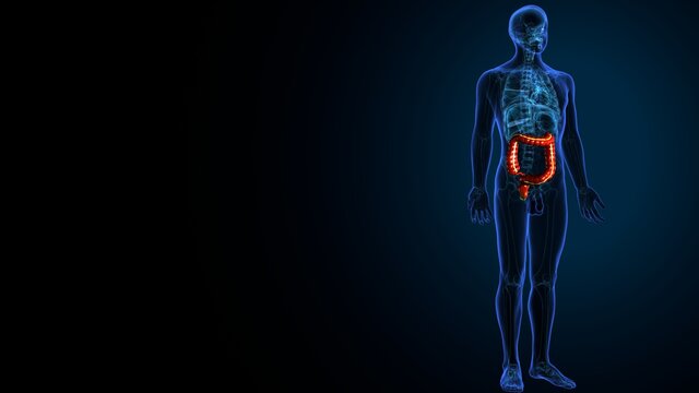 Large Intestine 3D Illustration Human Digestive System Anatomy