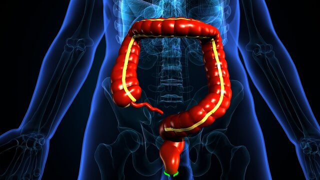 Large Intestine 3D Illustration Human Digestive System Anatomy