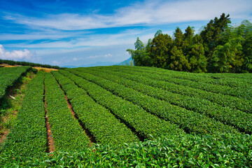 Fototapeta na wymiar Blue sky and white clouds, rows of tea fields. Tea, bamboo, betel nut tree, Cattle Egret migration, Chiayi County Meishan Township features, Taiwan.