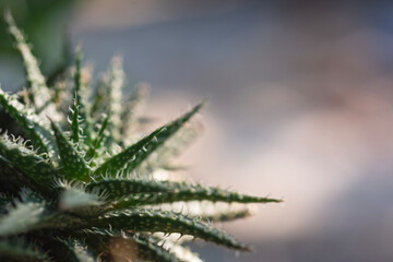 Closeup of cactus on natural light background.