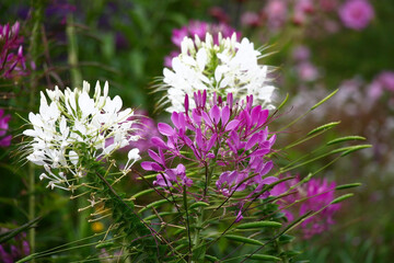 Cleome spinosa or Spider flower petals in purple and white tones in water drops after a rain.