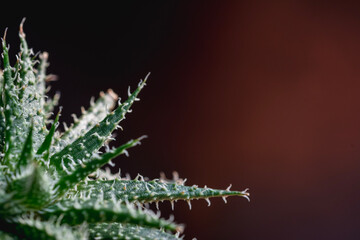 Closeup of cactus on natural light background.