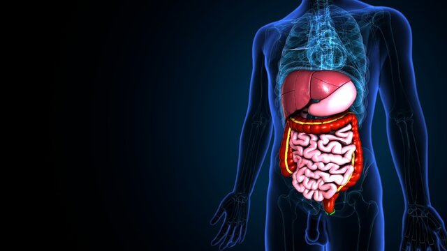 Human Digestive System Anatomy . 3d illustration
