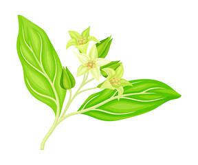 Indian Ginseng or Winter Cherry Plant with Immature Green Calyx and Bell-shaped Flowers Vector Illustration