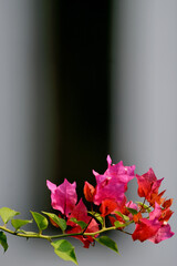 Bougainvillea on black background