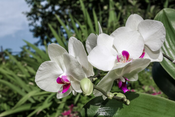 Fototapeta na wymiar Moth Orchid (Phalaenopsis hybridum) in greenhouse