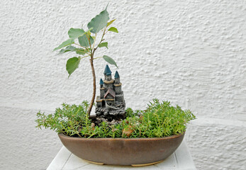 Ficus Religiosa Bonsai Tree in pot beautifully decorate with Orange-Scented Thyme and Gnome Home.