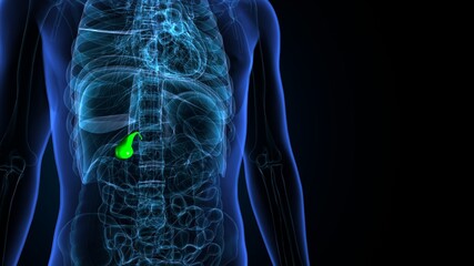 3d illustration of human internal organ gallbladder anatomy
