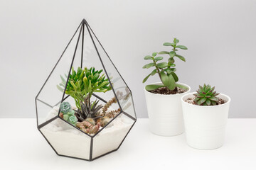 Home indoor plants. Geometric glass florarium vase and ceramic pots with succulent plants stand on white table against grey background. Many different pots with cactus, echeveria, crassula.