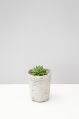 Small succulent plant in a concrete pot on white table against grey background. Miniature echeveria. Home indoor plants.