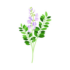 Fototapeta na wymiar Flowering Plant with Purple Florets on Stem as Medical Herb Vector Illustration