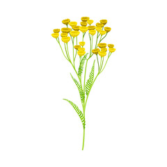 Tansy Flowering Plant with Yellow Flowers on Stem as Medical Herb Vector Illustration