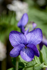 Alaska Violet (Viola langsdorfii) at Chowiet Island, Semidi Islands, Alaska, USA