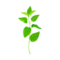 Medical Herb or Plant on Stem with Green Leaves with Serrated Margin Vector Illustration