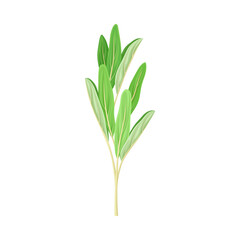 Green Medical Herb with Oblong Leaves on Stem Vector Illustration