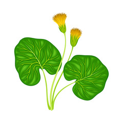 Fototapeta premium Flowering Plant Specie on Stem as Medical Herb Vector Illustration