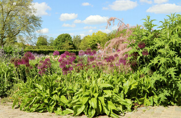 In the Royal Garden (free entry) in spring and summer, flowers and shrubs blossom (Tamarix ramosissima). Copenhagen, Denmak.