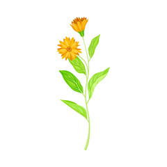 Calendula Herbaceous plant with Flowers on Stem as Medical Herb Vector Illustration - obrazy, fototapety, plakaty