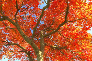 紅葉のモミジと青空