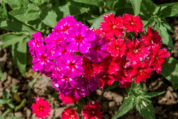 Annual Phlox (Phlox drummondii) in garden