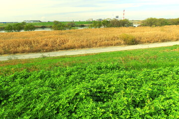 Fototapeta na wymiar ヨモギの若葉のある冬の江戸川土手と河川敷風景