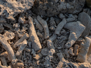 Coral reef surface on the earth ground