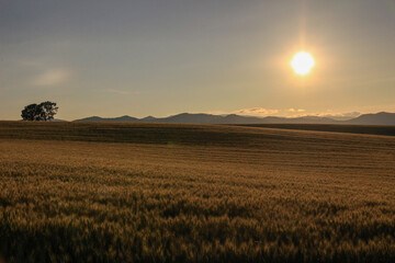 夕陽に染まる麦畑
