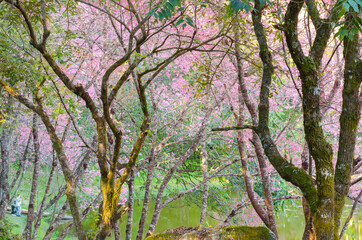 Pink flower blooming of Prunus cerasoides or Wild Himalayan Cherry in the forest