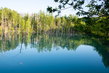 水面に映る雑木林
