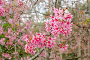 Pink flower blooming of Prunus cerasoides or Wild Himalayan Cherry in the forest