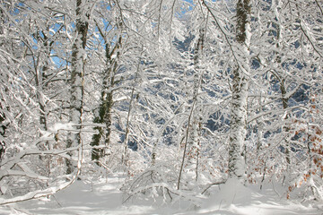 Wonderful forest with snow in winter season