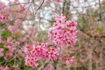 Pink flower blooming of Prunus cerasoides or Wild Himalayan Cherry in the forest