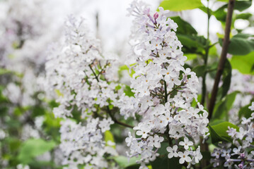 Lilac branch with leaves and flowers.