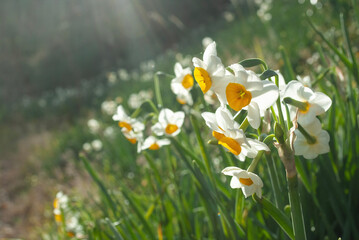 white and yellow flowers