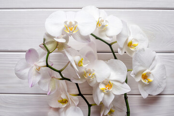Naklejka na ściany i meble A branch of white orchids on a white wooden background 