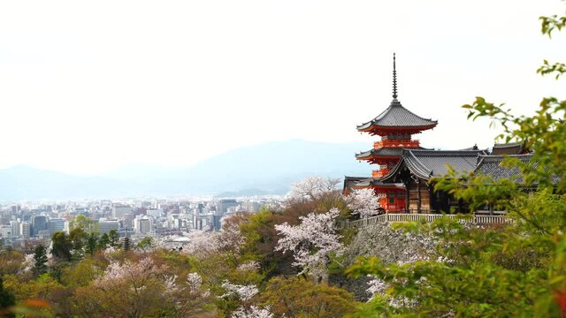 京都　桜イメージ　清水寺　三重塔と町並み
