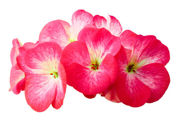 Fototapeta na wymiar Flower pink geranium. Isolated on a white background. Close-up. without shadows. For design. Nature.
