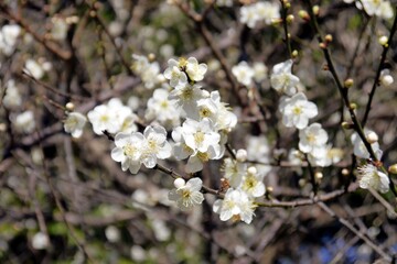 Beautiful (Prunus mume) white plum blossoms under the blue sky.   The flower, long a beloved subject in the traditional painting and poetry of East Asia and Vietnam, is usually called plum blossom.