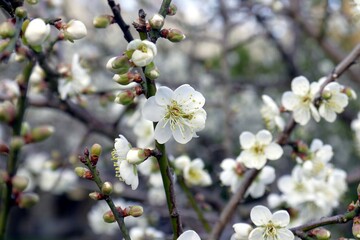 Beautiful (Prunus mume) white plum blossoms under the blue sky.   The flower, long a beloved subject in the traditional painting and poetry of East Asia and Vietnam, is usually called plum blossom.