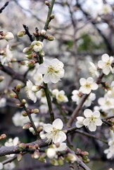 Beautiful (Prunus mume) white plum blossoms under the blue sky.   The flower, long a beloved subject in the traditional painting and poetry of East Asia and Vietnam, is usually called plum blossom.