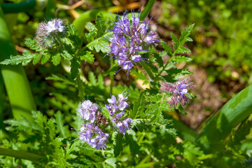 Honey-bearing herb Phacelia (lat. Phacelia).Ornamental and agricultural crops, especially valuable as a honey plant and green manure