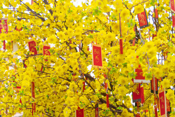 Ochna integerrima (Hoa Mai) tree with lucky money. Traditional culture on Tet Holiday in Vietnam. Text in photo mean Happy New Year and Peace
