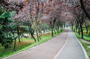 Obraz premium The city's green park of the city of Timisoara in the autumn 