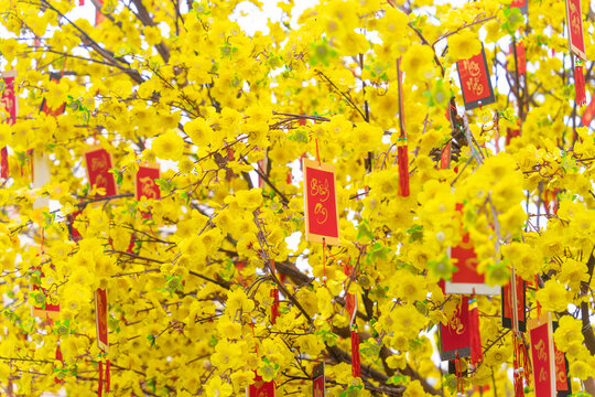 Ochna integerrima (Hoa Mai) tree with lucky money. Traditional culture on Tet Holiday in Vietnam. Text in photo mean Happy New Year and Peace