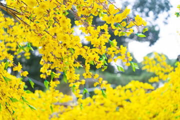 Decorative plastic yellow apricot flowers in Tet holiday in Vietnam