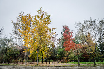 Obraz premium The city's green park of the city of Timisoara in the autumn 