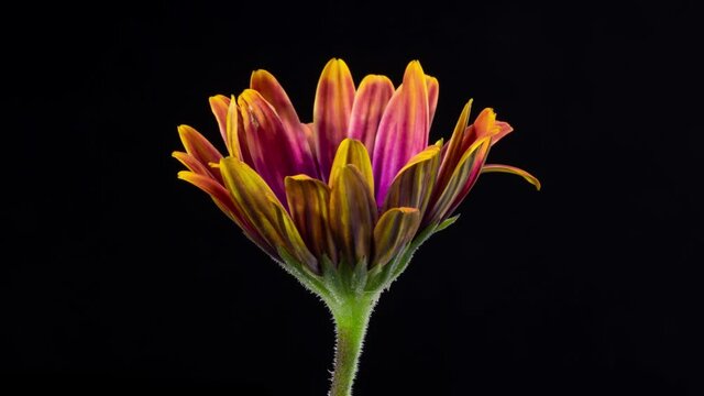 Time lapse of a beautiful purple Amethyst blooming.